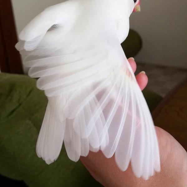 文鳥スキー　様 文鳥の透き通った羽根が美しいと話題に「ドレスのベールみたいで