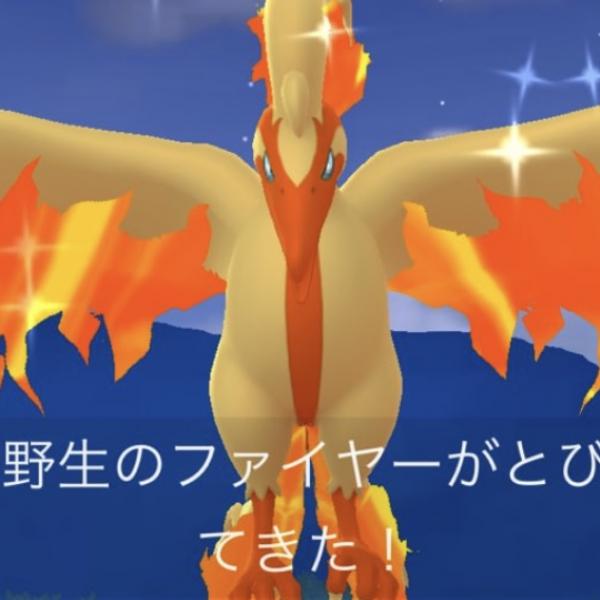 色違いガラル3鳥は特定条件で逃げるらしい、ゴープラ使用中や乗り物