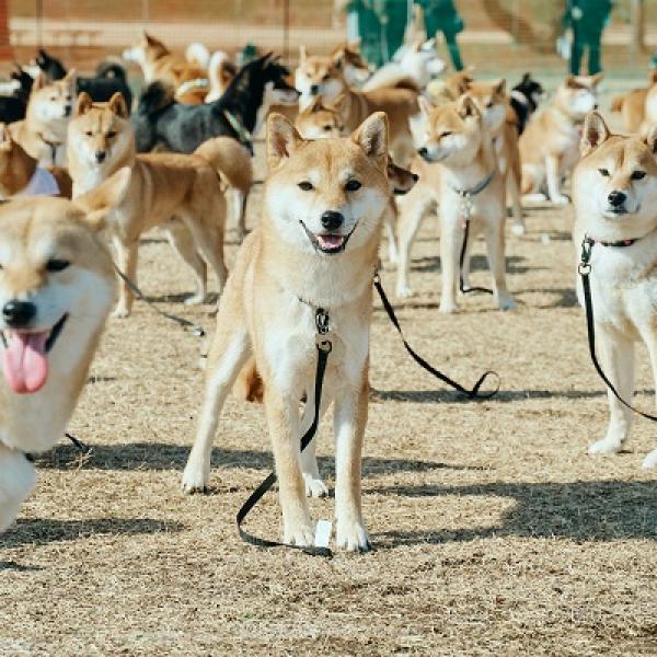 埼玉県さいたま市】柴犬・ペキニーズの愛犬家向けイベント開催