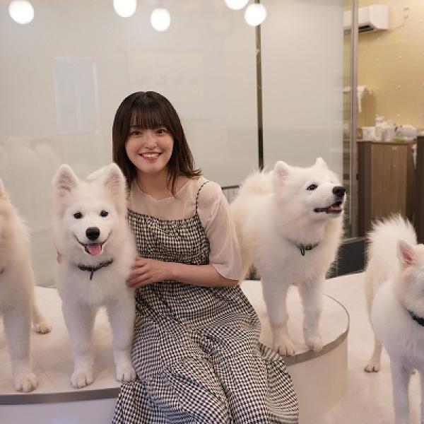サモエド 大型犬のサモエドの性格、値段、寿命は？飼い方のポイント | ペット