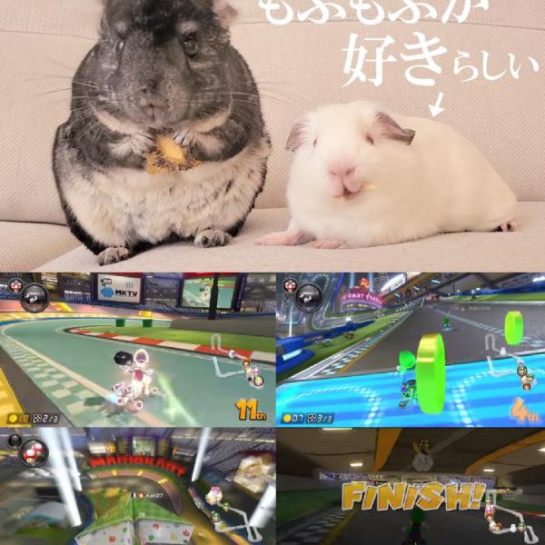 チンチラ ハウス 馬車 ベッド ロイヤルチンチラ ペット モルモット 小動物 3597852.jpg