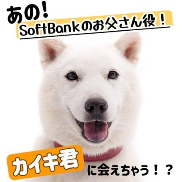 千葉犬 3613227.jpg