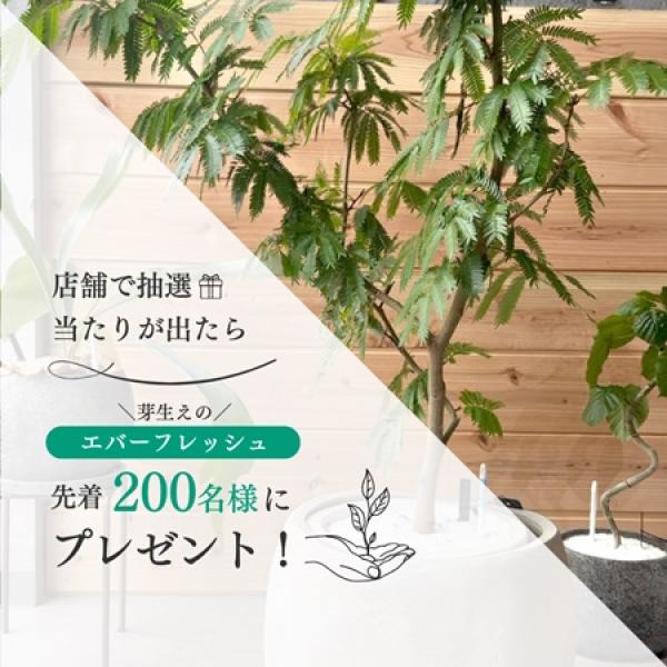エバーフレッシュ（Albizia saman） 【公式通販】