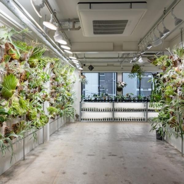 大阪府大阪市】アートな希少植物「ビカクシダ」が大阪に登場！専門店