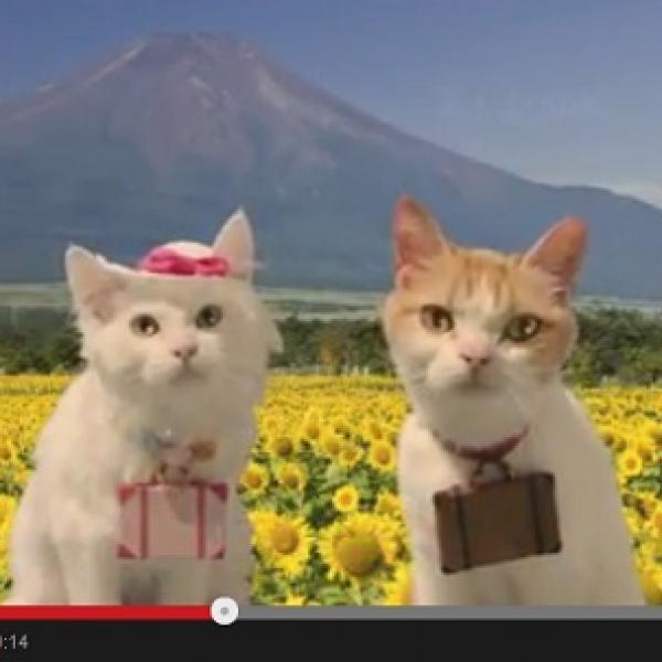 旅する猫”にゃらん”にガールフレンド登場？ 夏旅で恋の予感なにょだ