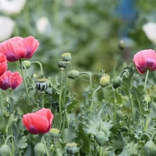 追加取材！外柵解放、植えてはいけないケシの花が見ごろです『東京都薬用植物園』