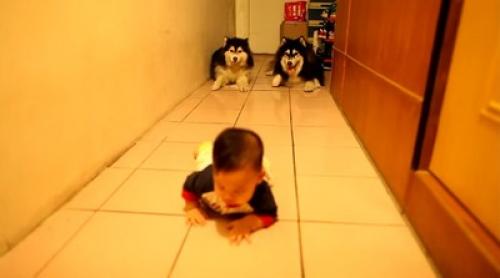 動物動画 赤ちゃんと一緒にハイハイする犬 ガジェット通信 Getnews