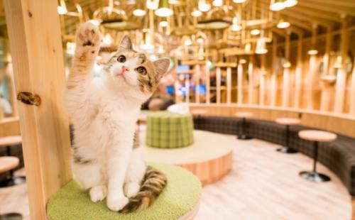 おしゃれ過ぎる猫カフェ「MoCHA」が秋葉原に新店をオープン☆20匹のニャンコがお出迎え♪