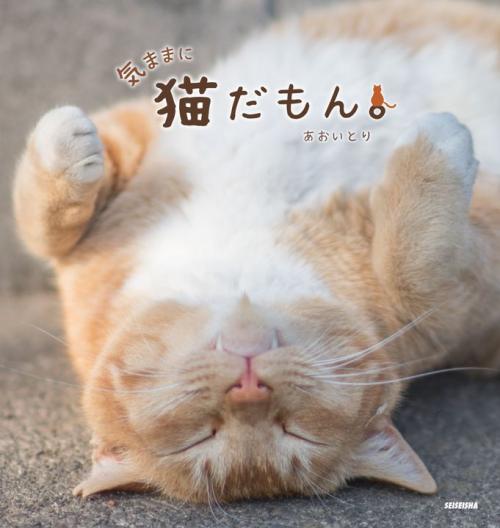 ツイッターで大人気 鼻提灯猫 の写真家が 気ままなネコ の写真集発売 ガジェット通信 Getnews