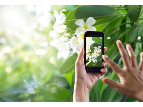 【人工知能＆深層学習機能搭載】植物の写真を撮るだけで、名前や詳細を教えてくれるアプリ「PlantSnap」