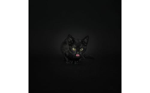 ミステリアスでかっこいい 黒猫の魅力がたっぷりつまった写真シリーズ ガジェット通信 Getnews