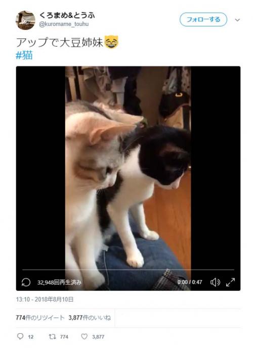 「シンクロ可愛すぎました」「見事なシンクロ振り」　2匹の猫動画に『Twitter』コメント集まる