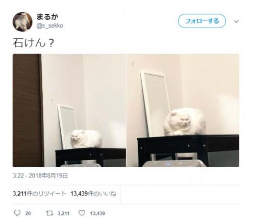 「泡立ちますかね？」「なぜ、四角いんだろ〜」　香箱座りの猫に『Twitter』コメント集まる