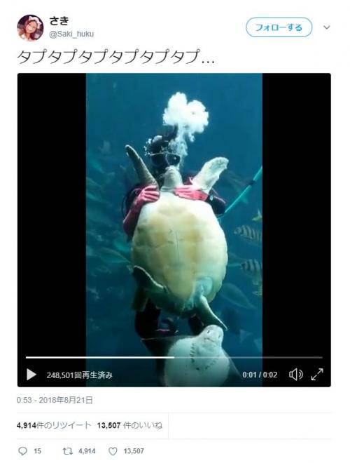 ウミガメをタプタプタプタプタプタプする動画がすごい「安西先生ーー！！！」「タプタプしてみたい」
