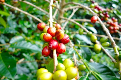 キーコーヒーからパイナップルみたいなコーヒー？　謎の新加工技術『KEY-POS』についてインドネシアの生産担当役員にメールインタビュー