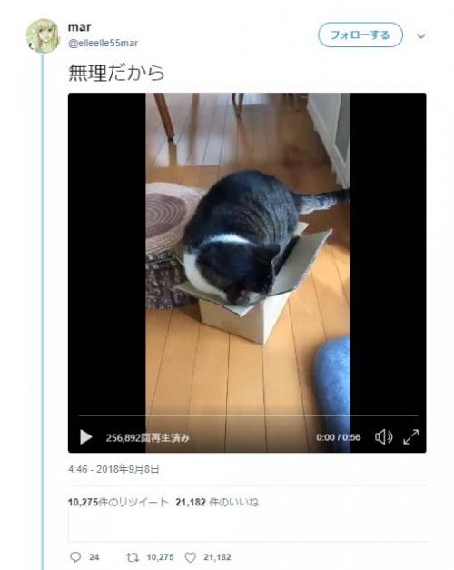 猫が箱に入りたい動画が話題に「無理だから」「絶対に入りたい猫 VS 絶対に入られたくない箱」