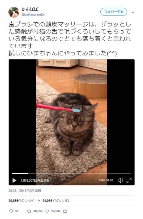 猫が歯ブラシで頭皮マッサージをされる動画が話題に「恍惚の表情」「わたしまで気持ちよくうっとり」