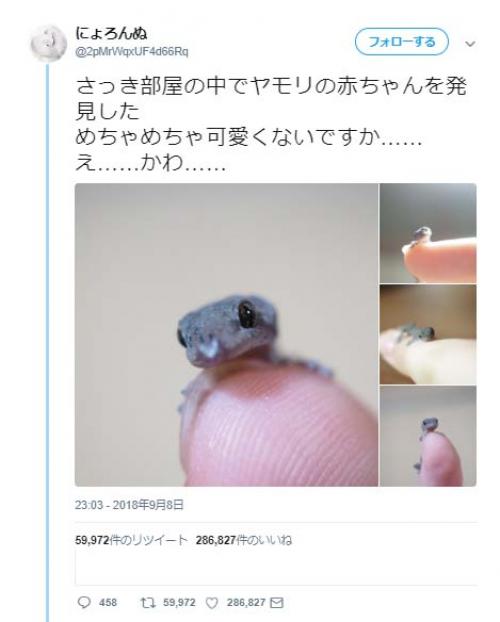 ヤモリの赤ちゃんを発見したツイートに「僕の家でも小さいヤモリが出てきました」続々画像が集まる