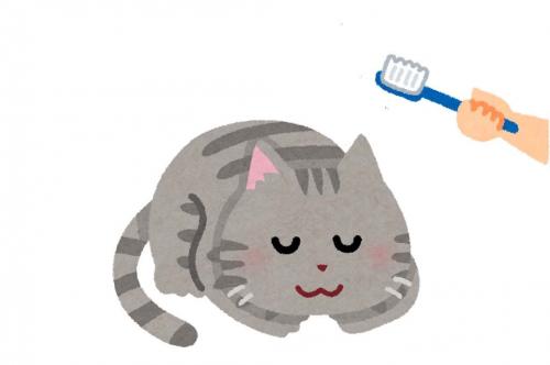 寝起きの猫に歯ブラシの頭皮マッサージを試してみた結果→「触れた瞬間まさかの陥落」