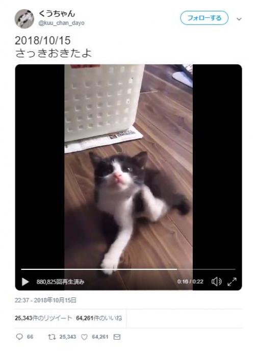 子猫が首を「ポリポリ」しながら転がる動画ツイートに反響「こてん！となった瞬間が可愛すぎ」