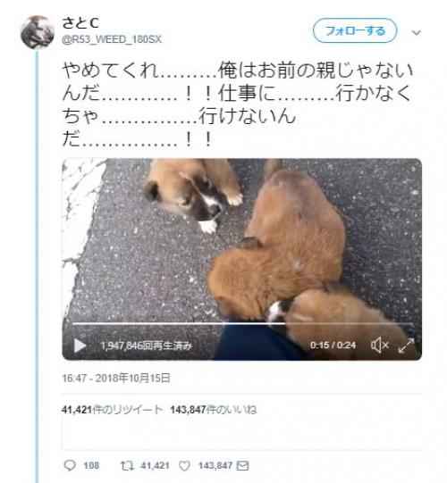 子犬がなついて仕事に行けない動画ツイートにコメント集まる「全俺が泣いた(優しさに)」「犬尊い」