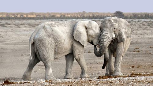 象牙のないアフリカゾウが増加中　密猟者対策の新たな適応か