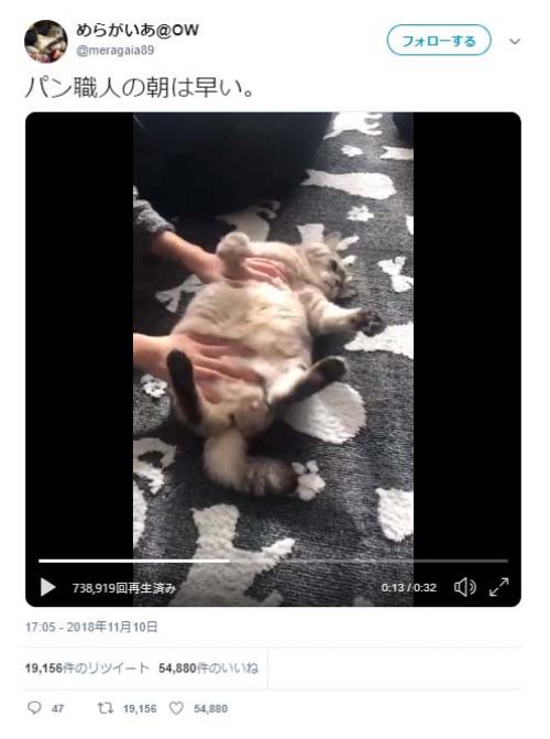 猫をパンのようにこねる動画ツイートが話題に「生地はしっかり寝かせないと」「ねこねここねこね～」