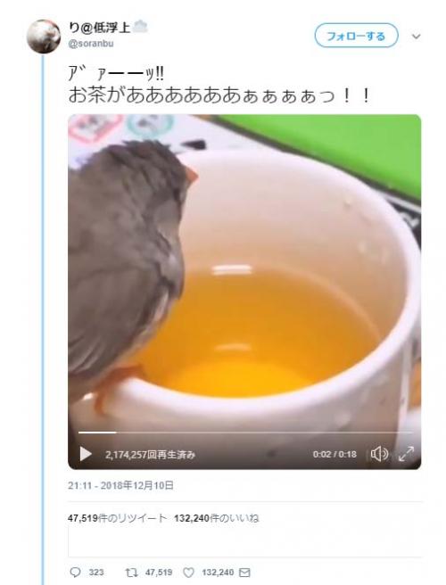 お茶へダイブする鳥の動画ツイートが話題に「お茶で体洗う鳥」「ボッ茶～ン」
