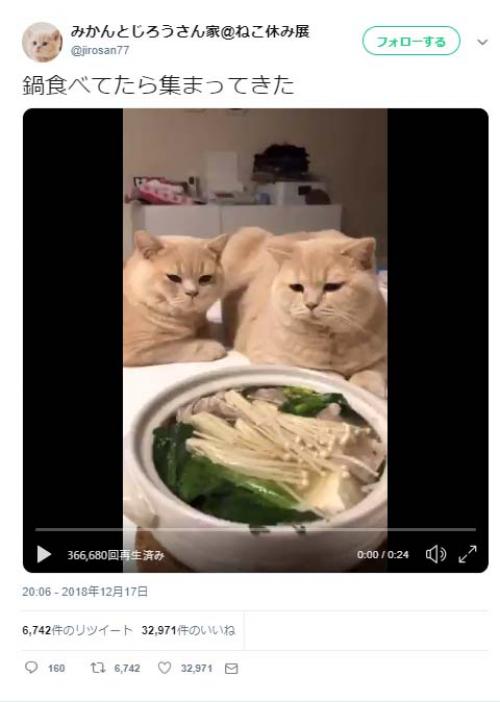 「鍋食べてたら集まってきた」猫の動画ツイートが話題に「物欲しそうな目で見つめている……」「寒い時は鍋ですね」
