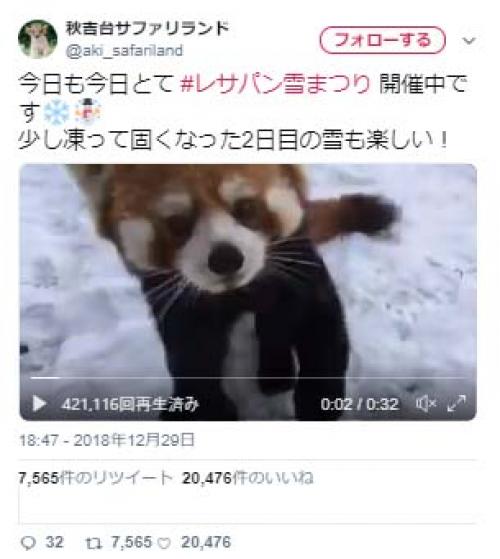 秋吉台サファリランドのレッサーパンダは雪が降ると→「大興奮」「イヤッホゥ！」動画が話題に