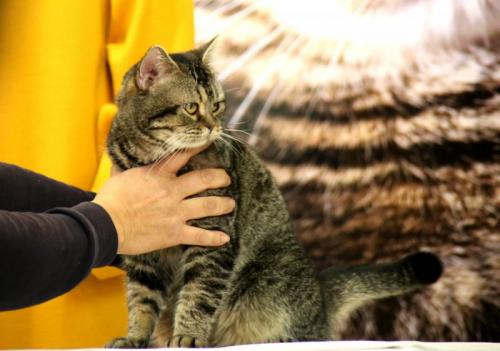 岩合光昭写真展＆映画『ねことじいちゃん』を記念して猫の「ベーコン」がくす玉割に挑戦！　結果は？