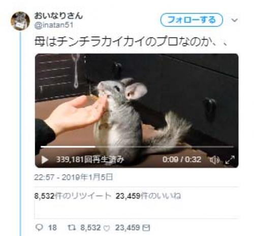 母はチンチラカイカイのプロなのか 動画ツイートに めちゃくちゃ気持ち良さそう テクニシャン の声 ガジェット通信 Getnews