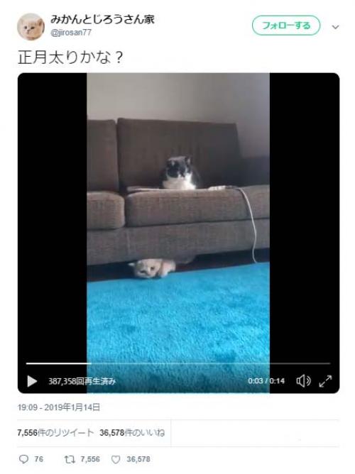 「正月太りかな？」猫がソファーの下から生還する動画がネットで反響「顔がちょっと焦ってる」「高みの見物ですか」