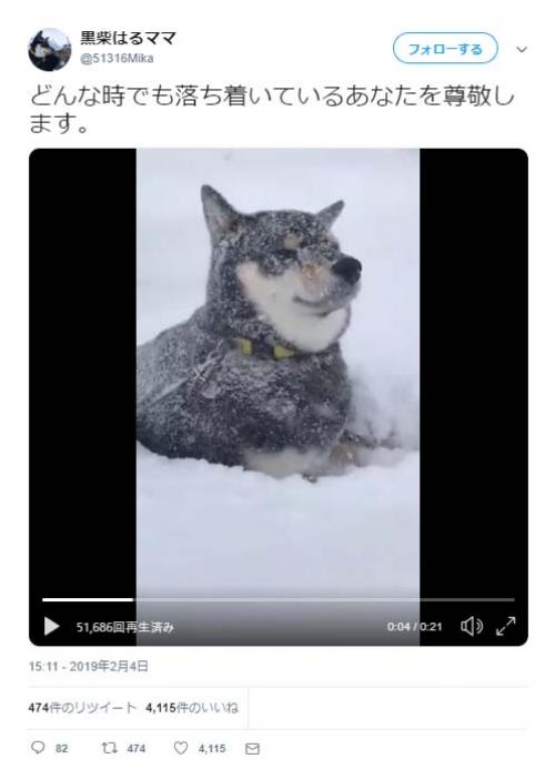 吹雪でも落ち着いている黒い柴犬の動画に「みるみる白柴ちゃんに」「動じませんね」の声