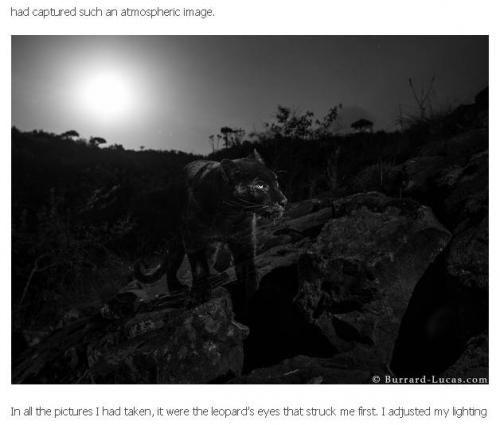 これぞ究極の超ウルトラ激レア　過去100年間にアフリカ大陸で初めて撮影された黒ヒョウ