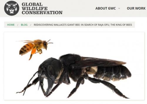 インドネシアで絶滅したと思われていた世界最大のミツバチ“ウォレスの巨大蜂”が発見される