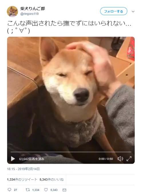 柴犬をなでずにいられない動画ツイートが反響「甘え上手 お手本にしよ〜」「自分の可愛さ分かってやってるな」