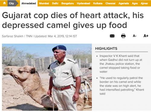 インドの忠ラクダ　飼い主が心臓発作で亡くなってからエサを食べなくなる