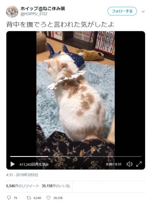猫のホイップさんに「背中を撫でろと言われた気がしたよ」動画ツイートに「完全にそう言ってる」「甘え上手だ」の声