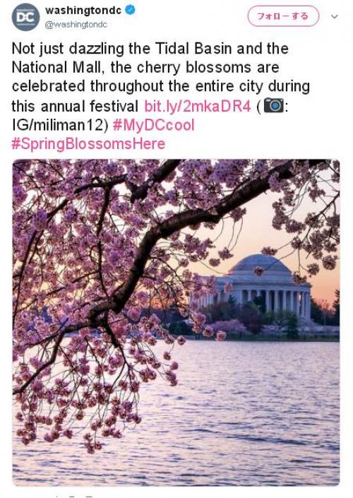 アメリカにも桜の季節が到来