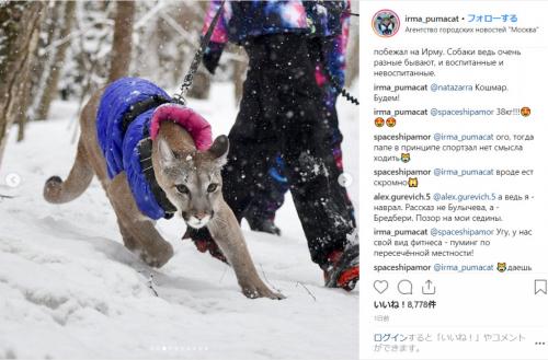 一方ロシアは：モスクワではダウンジャケットを着たペットのピューマが公園を散歩しています