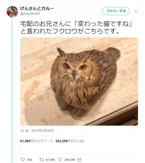 「変わった猫ですね」と言われたフクロウがネットで大反響「フクロウは翼を持つ猫」「色合いも確かに似てる」