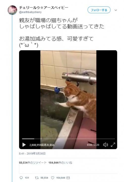 お湯加減をみる猫の動画がネットで反響「これはプロの手つき」「良い湯だにゃん」