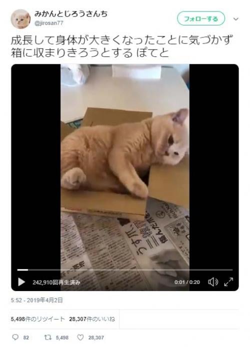 猫が箱に収まりきろうとする動画ツイートに「大きめの段ボールの箱あげて」「少しいらだってるのが、また可愛い」の声