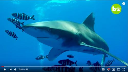 動画：ダイバーにも人気のサメの奇襲攻撃！　歯がかすっただけで肉がズタズタに　誰だよサメかわいいとか言ったやつは？