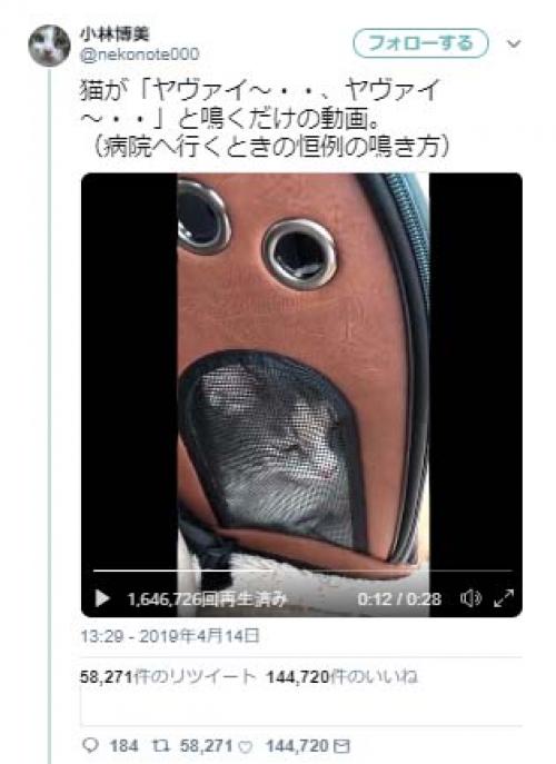 猫が病院に行くとき「ヤヴァイ～」と鳴く動画がネットで大反響「言語を学習しているとは」「マジで言ってる」