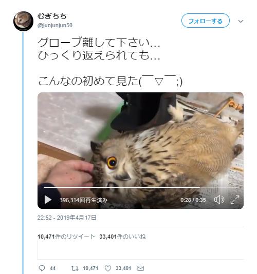 フクロウがひっくり返っている動画ツイートが話題に「フクロウさんもじゃれるんですね」「猫みたい」