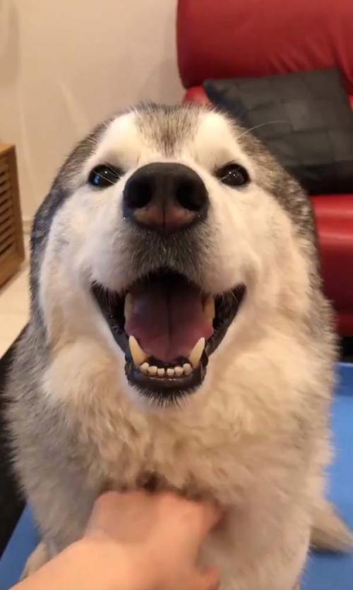 シベリアンハスキー犬が撫でられた結果 耳が消滅してしまう 笑顔のアザラシ Starthome
