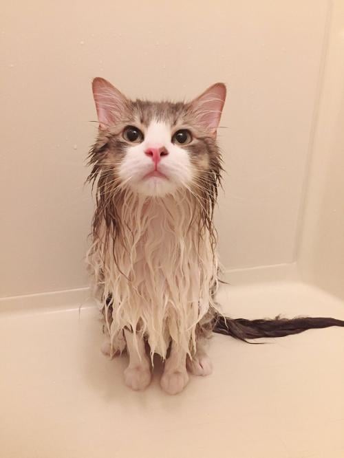 猫がお風呂に入れられた結果→「中身はこんなに細いのか」「ハリセンボンみたい」