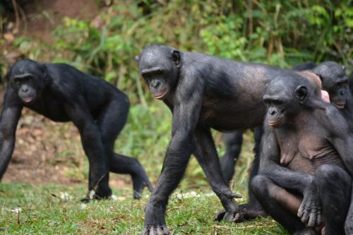 動物界の“代理婚活”？　ボノボの母親は同居する息子のためにパートナーを見つける